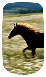 DAROYAL 340 Gone Riding